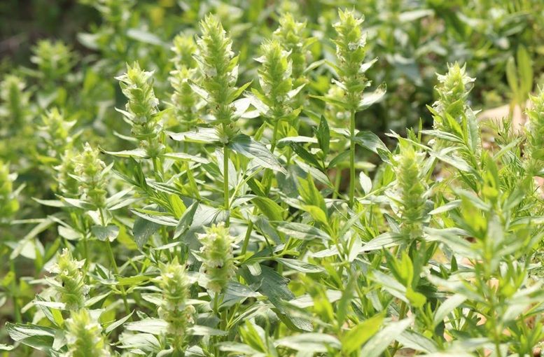 Nesli Tehlike Altındaki Ajuga Relicta Yavşan Yaylası’nda Görüldü