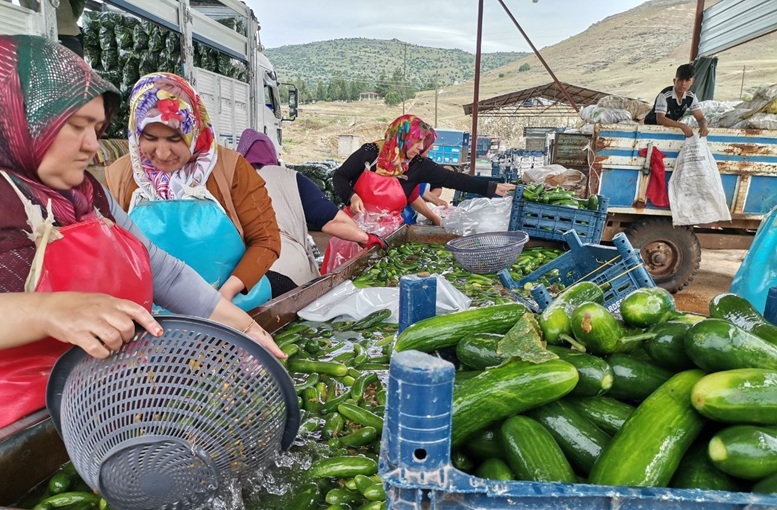 Kahramanmaraş'ta Salatalık Hasadı Başladı: 35 Bin Ton Rekolte Bekleniyor