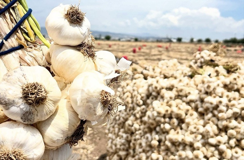 Kahramanmaraş'ta Sarımsak Hasadı Başladı: Pazarcık Beşçeşme Sarımsağında 15 Bin Ton Rekolte Bekleniyor
